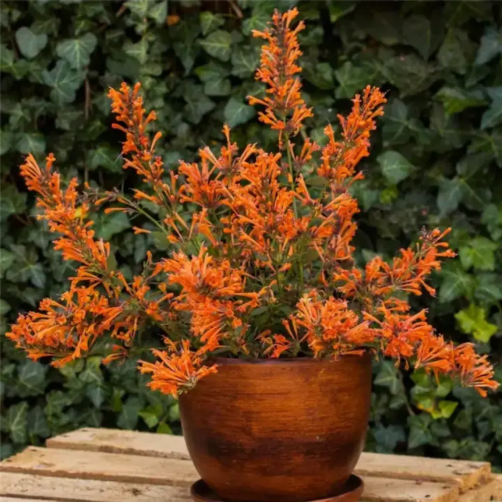 Агастахе Kudos Mandarin, фото 2