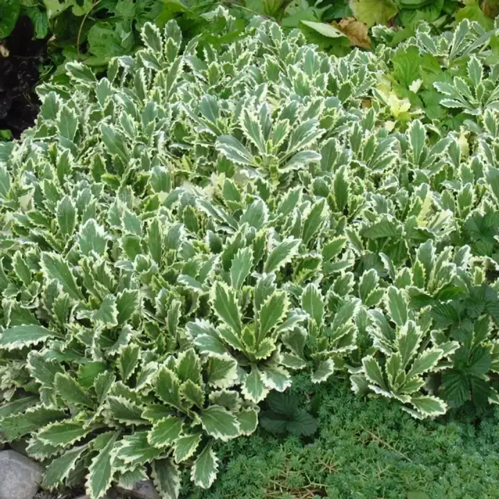 Арабис кавказский «Variegata», фото 2