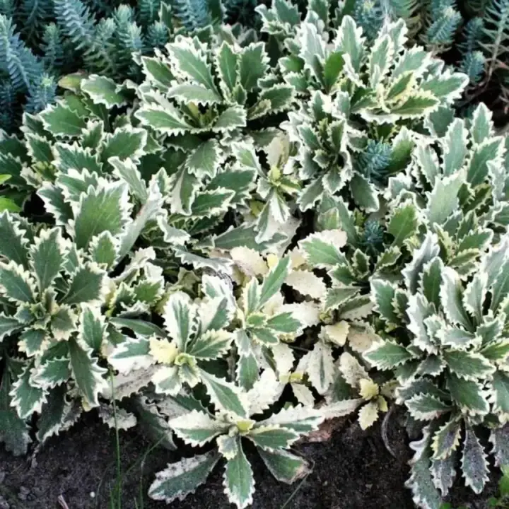 Арабис кавказский «Variegata»