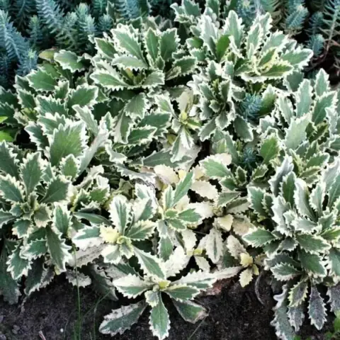 Арабис кавказский «Variegata»