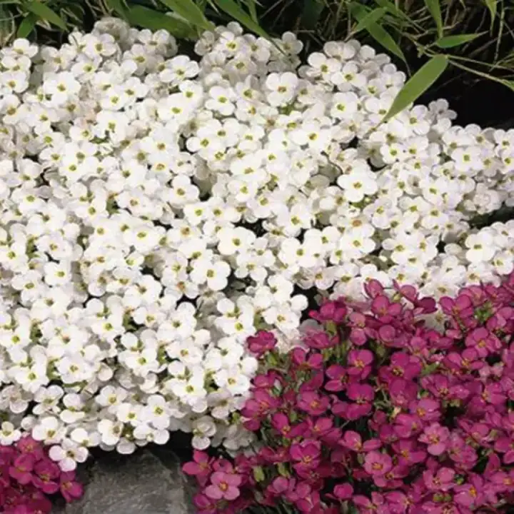 Арабис кавказский «Variegata», фото 3