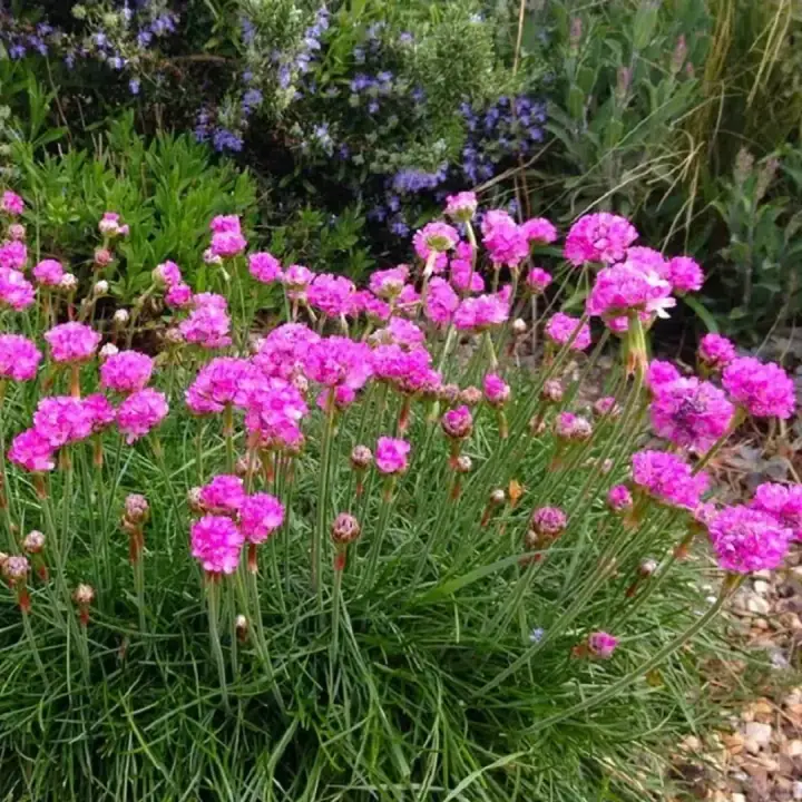 Армерия приморская (Armeria) розовая