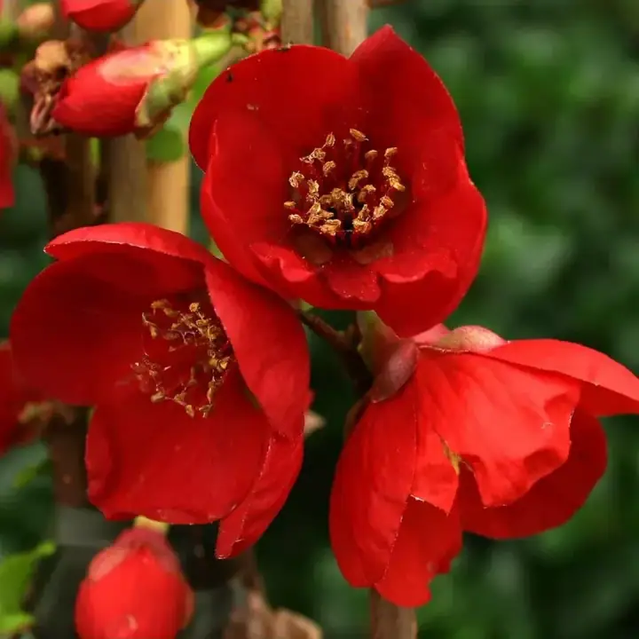Айва японская саженцы 40 см +., фото 3