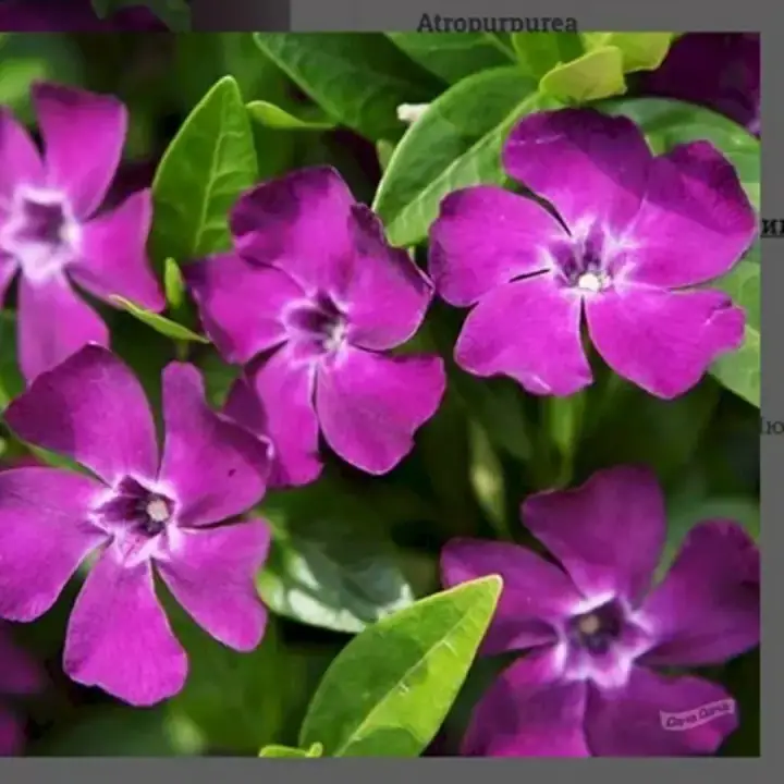 Барвинок малый 'Atropurpurea' Атропурпуреа, фото 3