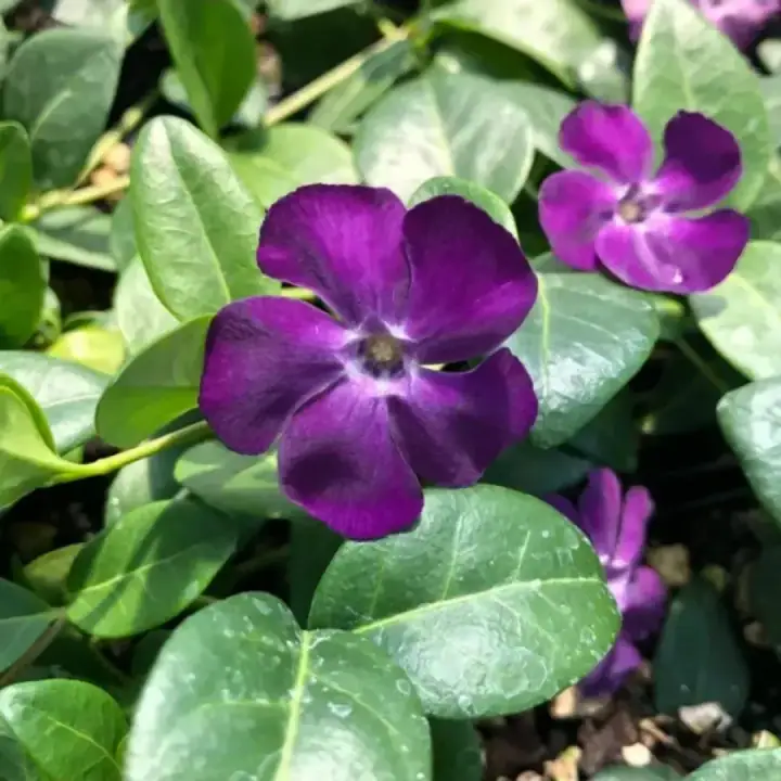 Барвинок малый 'Atropurpurea' Атропурпуреа, фото 2