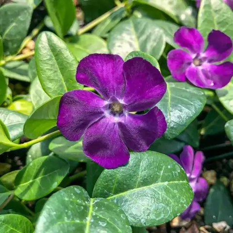 Барвинок малый Атропурпуреа (Vinca minor Atropurpurea )