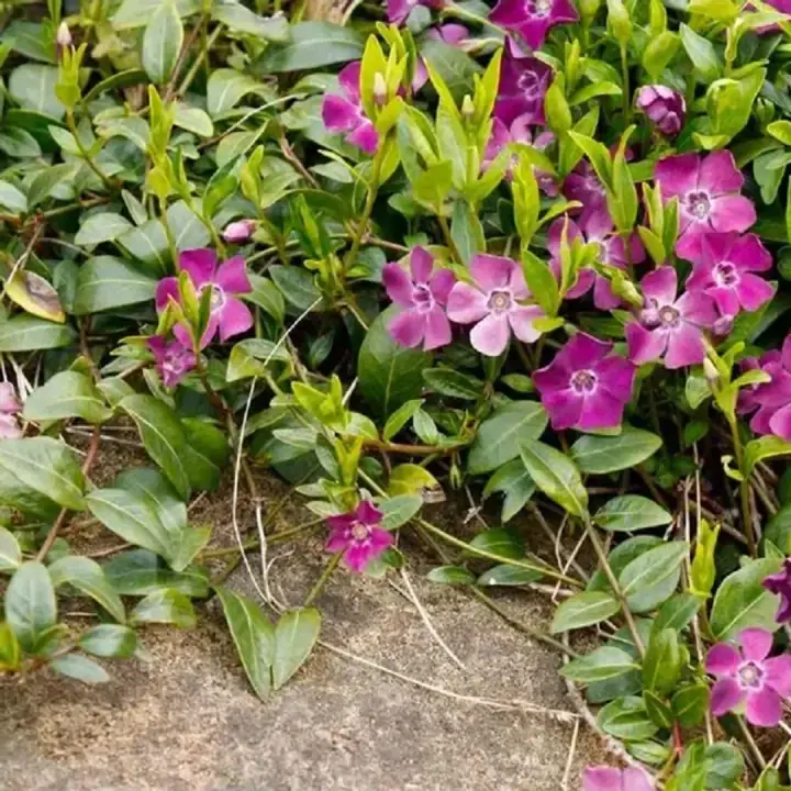 Барвинок малый Атропурпуреа (Vinca minor Atropurpurea ), фото 2