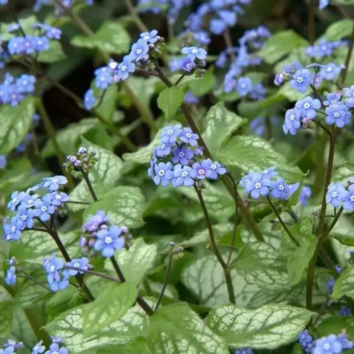 Бруннера крупнолистная Джек Фрост, фото 3
