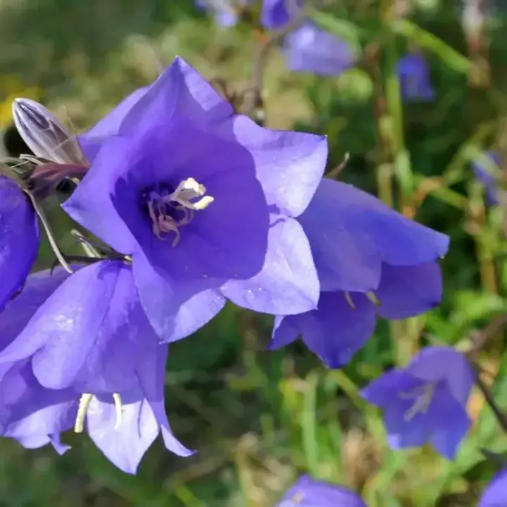 Campanula PERSICIFOLIA или Колокольчик Персиколистный, фото 3