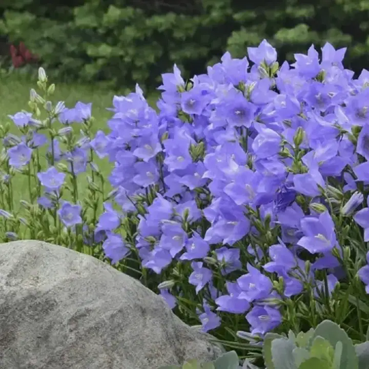 Campanula PERSICIFOLIA или Колокольчик Персиколистный, фото 2
