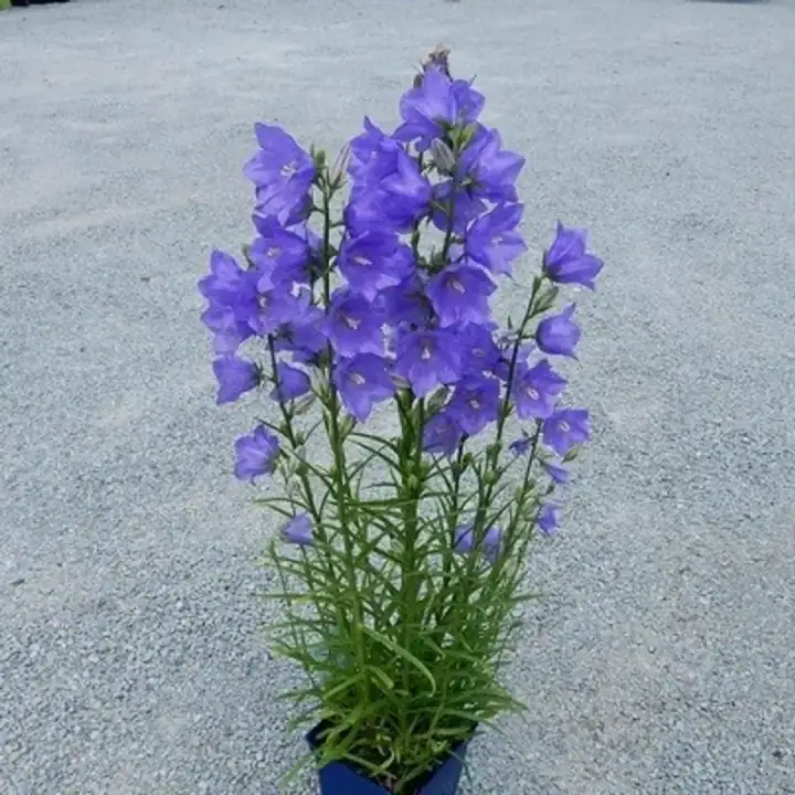 Campanula PERSICIFOLIA или Колокольчик Персиколистный