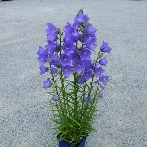 Campanula PERSICIFOLIA или Колокольчик Персиколистный