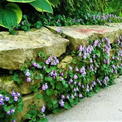 Цимбалярия ( линария) постенная