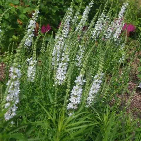 Дербенник иволистный Белый вихрь white swirl