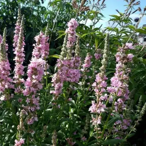 Дербенник иволистный Блаш (Blush)