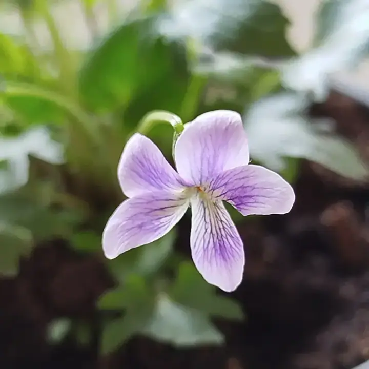 Фиалка дланевидная садовая