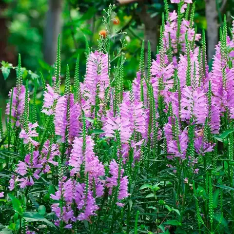 Физостегия виргинская (Physostegia virginiana) Rosea
