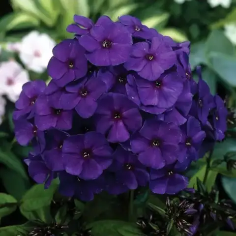 Флокс метельчатый Аметист