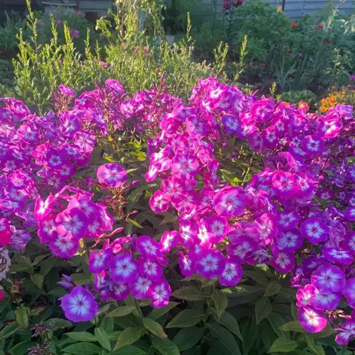 Флокс метельчатый Кураж