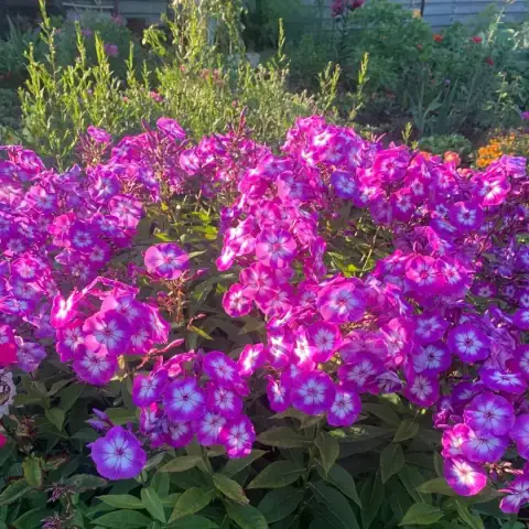Флокс метельчатый Кураж