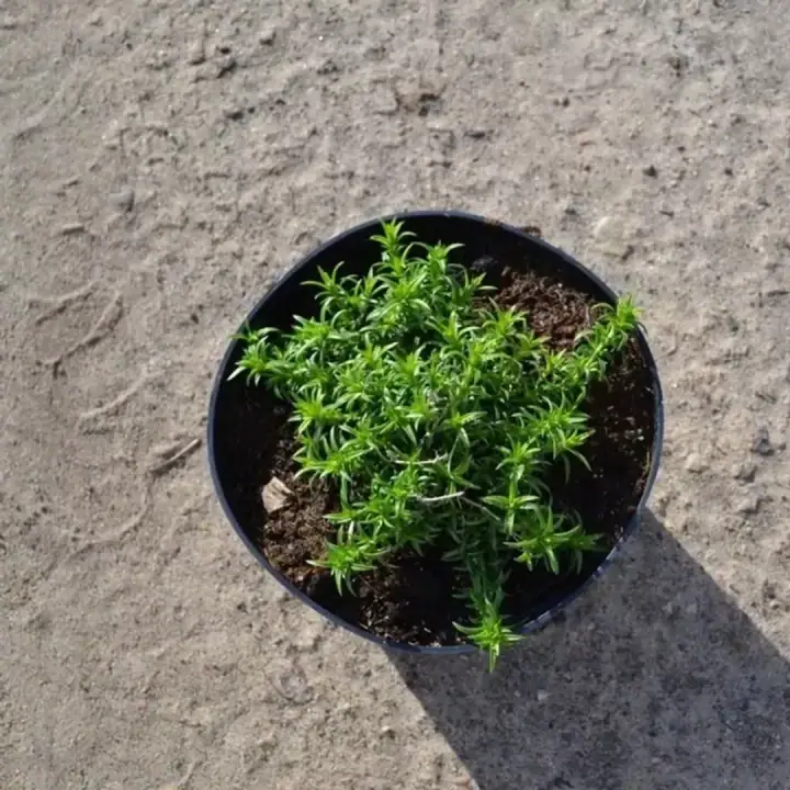Флокс шиловидный Атропурпуреа, фото 2