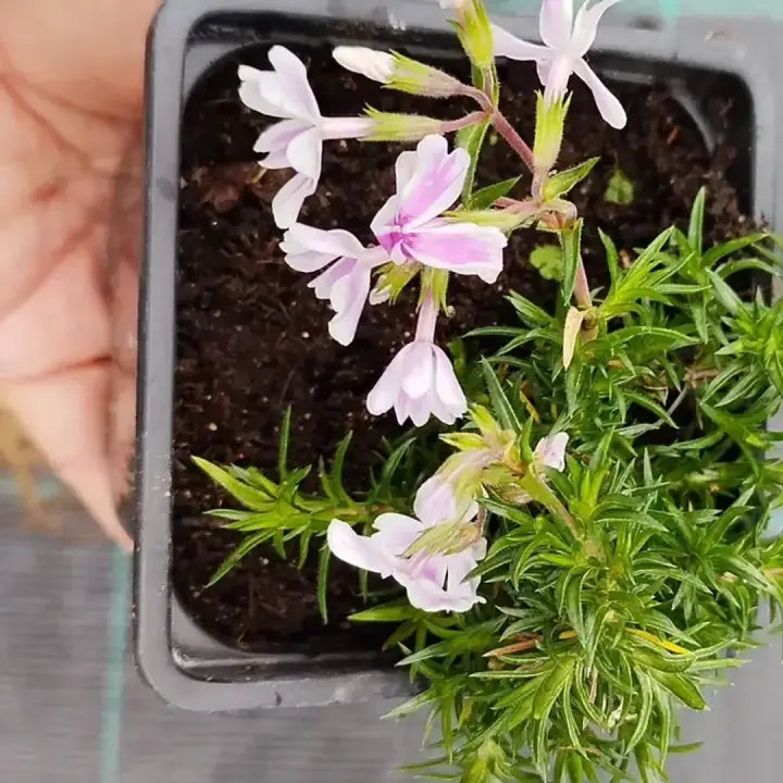 Флокс шиловидный Кенди Страйп