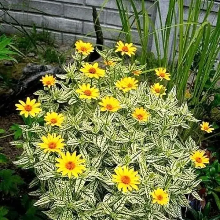 Гелиопсис (солнечник) Лорейн Саншайн