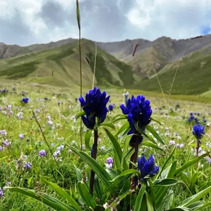 Горечавка Сифонанта, фото 2