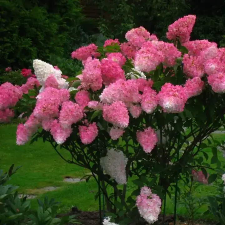 Гортензия метельчатая Фрайз Мельба "Fraise Melba", фото 2