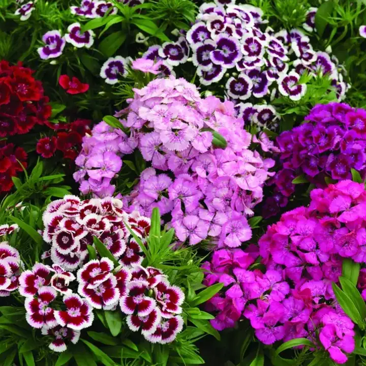Гвоздика бородатая компактная микс, фото 2