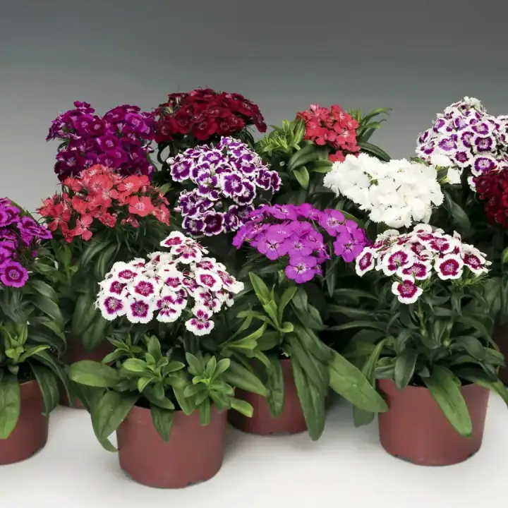 Гвоздика бородатая компактная микс