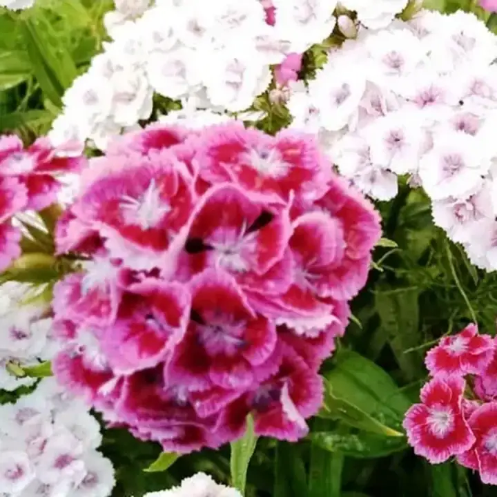Гвоздика бородатая компактная микс, фото 3