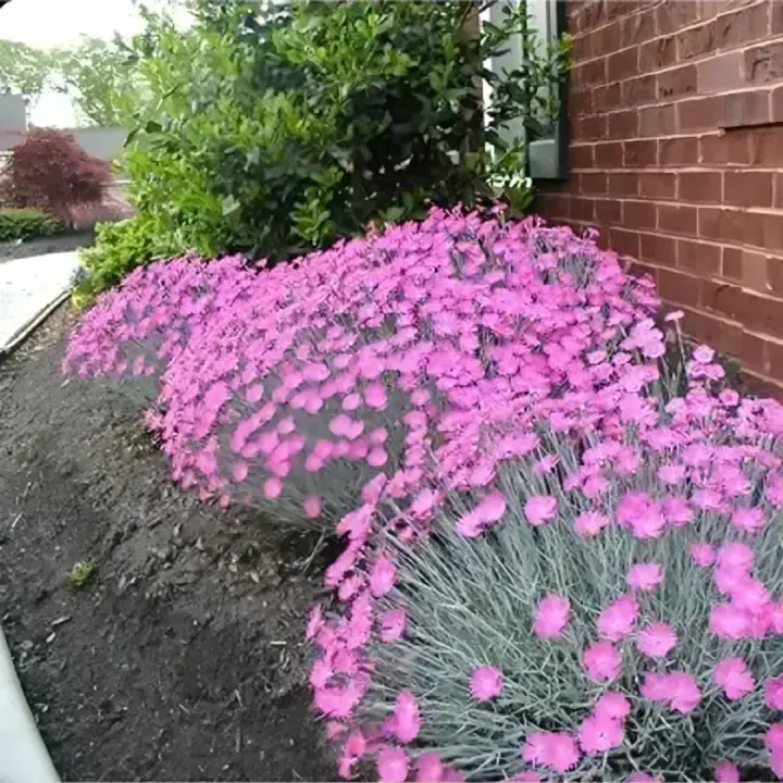 Гвоздика сизая Grandiflorus, фото 2
