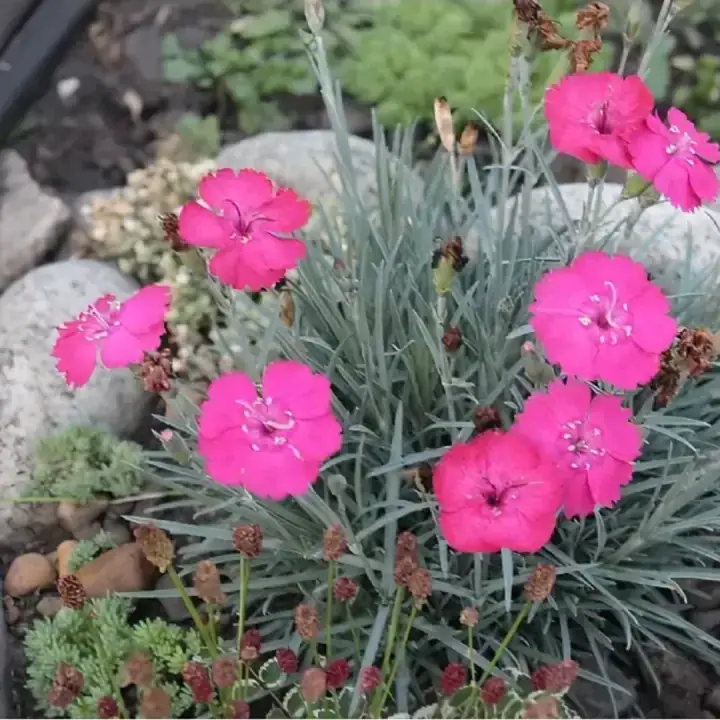 Гвоздика сизая Grandiflorus, фото 3