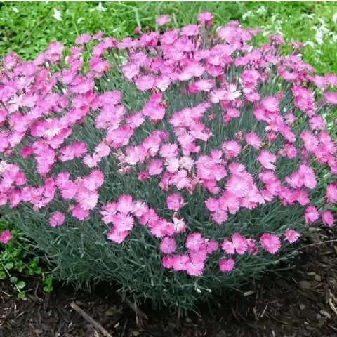 Гвоздика сизая Grandiflorus