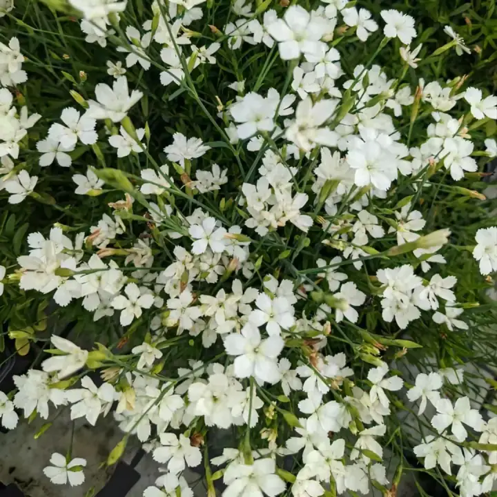 Гвоздика травянка Albus, фото 2