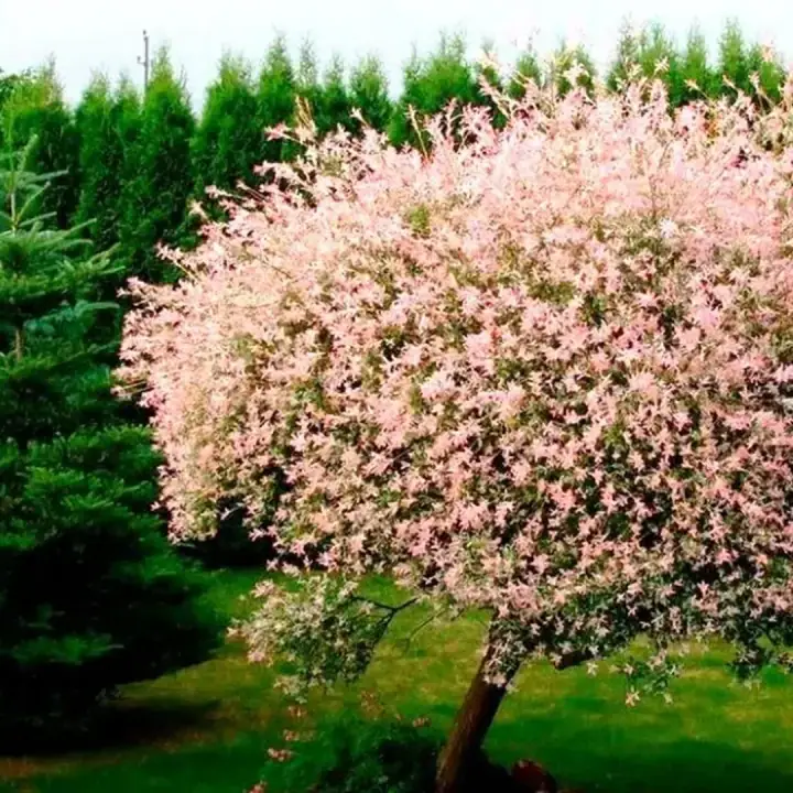 Ива японская пестролистная Хакуро нишики, фото 2