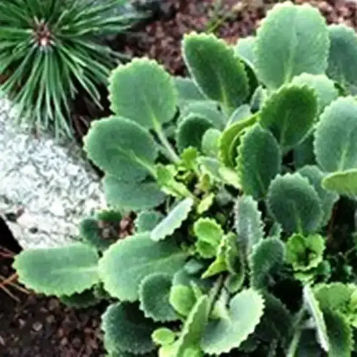 Камнеломка жёстковолосистая