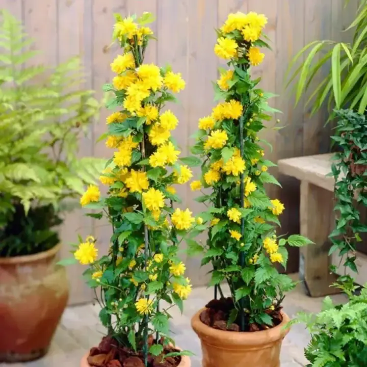 Керрия японская Pleniflora махровая