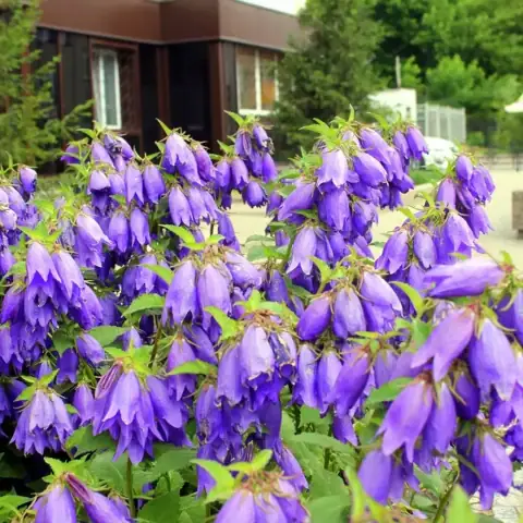 Колокольчик гибридный Сарастро