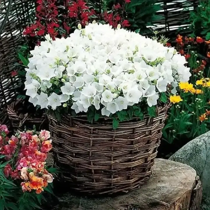 Колокольчик карпатский Перл Вайт (Pearl White)