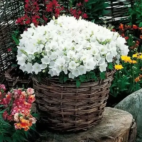 Колокольчик карпатский Перл Вайт (Pearl White)