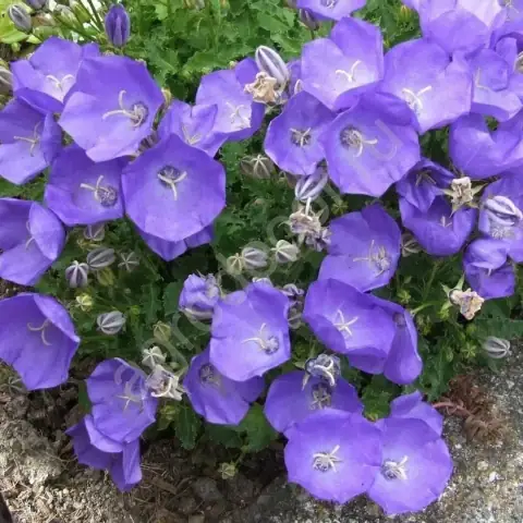 Колокольчик карпатский Перпл Дип Блю (Pearl Deep Blue)