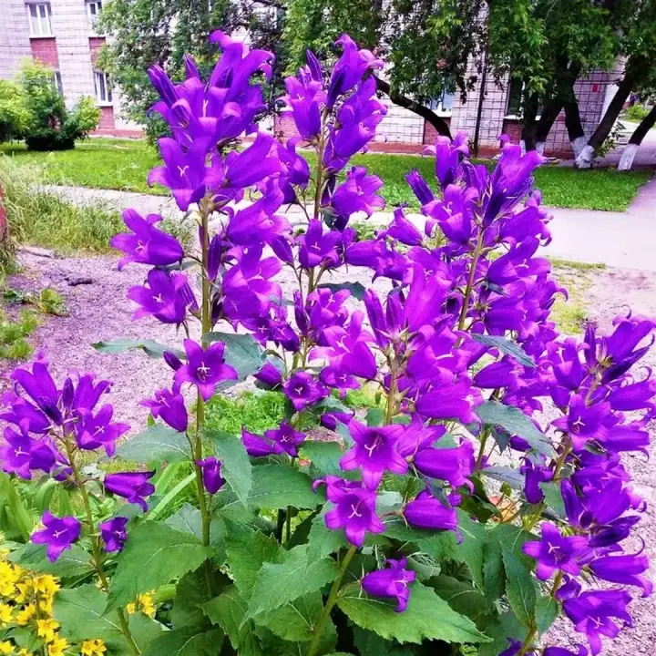 Колокольчик широколистный синий