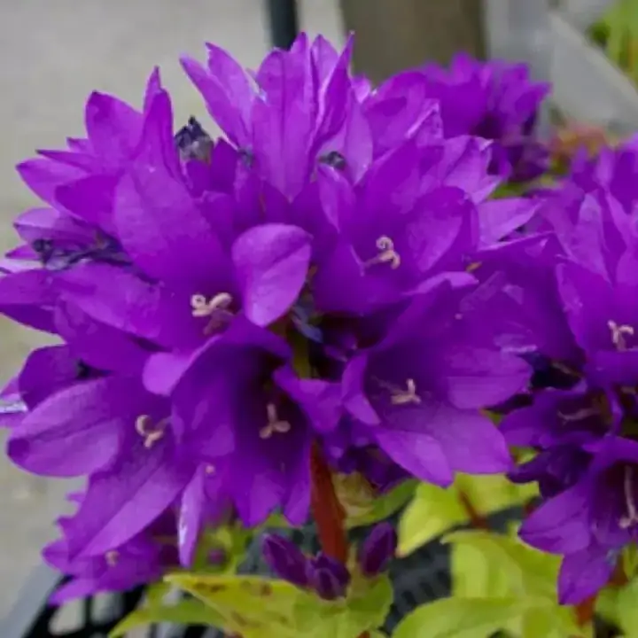 Колокольчик скученный Бельфлер Блю (Bellefleur Blue), фото 2