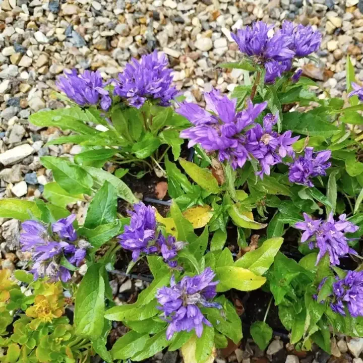 Колокольчик скученный Бельфлер Блю (Bellefleur Blue), фото 3
