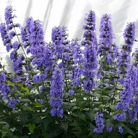 Котовник Блю мун