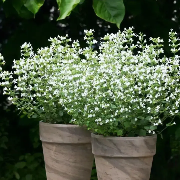 Котовник фассена белый