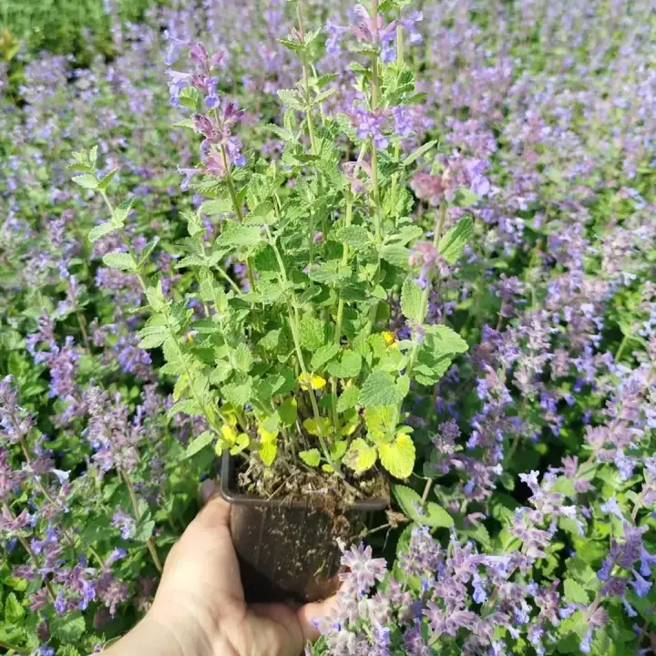 Котовник кистевидный, фото 2