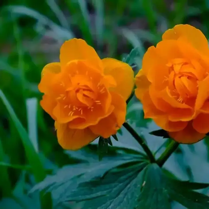 Купальница азиатская Trollius asiaticus саженцы, фото 3